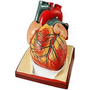 2021の最新のデザインの生活サイズの人間の心臓モデル、2つの部分1 : 1ダイアフラムと心膜ベースの解剖学的心臓モデル｜free-store78