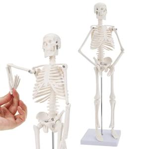 RONTEN 人体模型 45ｃｍ ミニ 人体骨格模型 LEEKEY 骨格標本 プラスチック 直立型スタンド 骨格モデル 骨格模型 取り外し可能｜free-store78