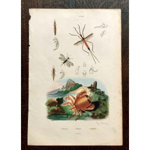 19世紀フランス　博物画「ミズカマキリ・ラクダムシ 他」銅版手彩｜free-style-antiques