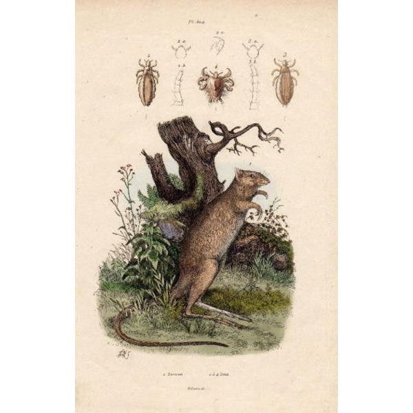 19世紀フランス 博物画「ネズミカンガルー 他」銅版手彩