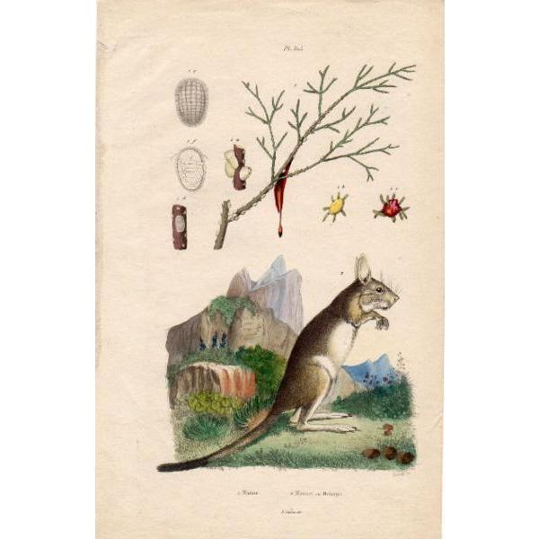 19世紀フランス 博物画「ジャンプウサギ 他」銅版手彩