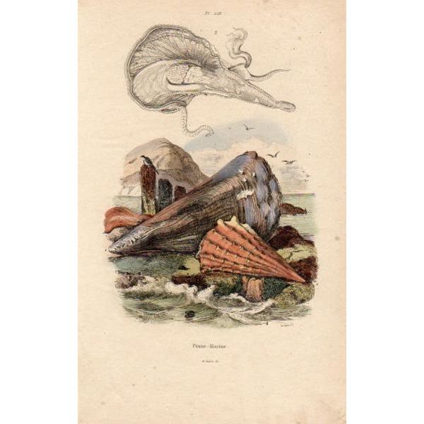 19世紀フランス 博物画「Pinne-Marine」銅版手彩