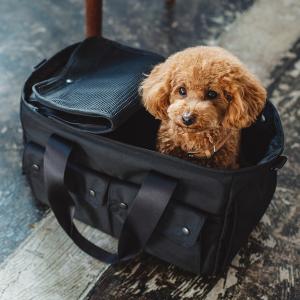 gelato pique（ジェラートピケ） CAT&DOG ミニサイズキャリーバッグ