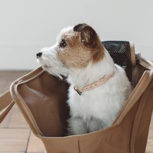 BMW ドック・カラー 首輪 純正 80232461027 [ 爆買 ] : 輸入車パーツ