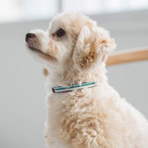 BMW ドック・カラー 首輪 純正 80232461027 [ 爆買 ] : 輸入車パーツ