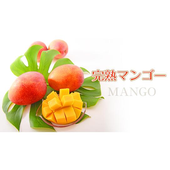 予約販売　６月上旬からお届け　高知県産　完熟マンゴー　2Lサイズ　2個　フルーツギフト