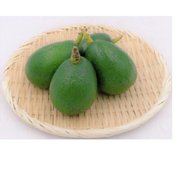 　　愛媛県産　アボカド　　約1kg（３〜５玉)