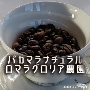 コーヒー豆 パカマラ ナチュラル ロマラグロリア農園 エルサルバトル ２００ｇ｜frigoles