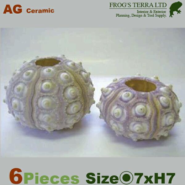 ビック アーチン  6個セット AG-DE0590（直径7-8cm）（天然貝殻）