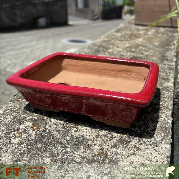 【屋外対応】鶏血 縁長角鉢 中（W12cm×D9cmxH3cm）（底穴あり）  盆栽鉢 最高級