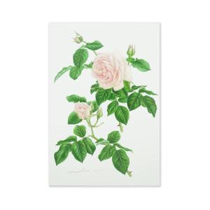 バラ マリーアントワネットの商品一覧 通販 Yahoo ショッピング