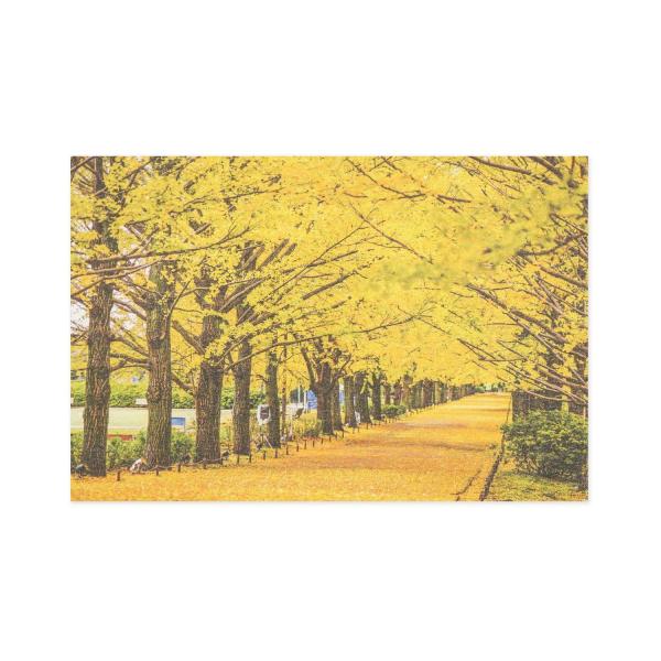 ポストカード イチョウ並木｜pcr-111