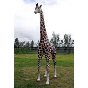 親キリン FRPアニマルオブジェ