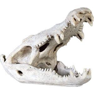ワニの頭骨 FRP恐竜オブジェ