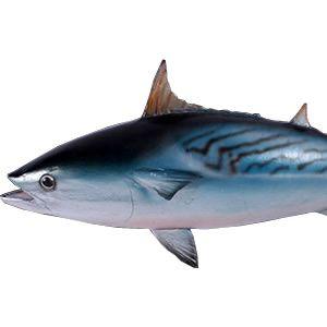 スマガツオ FRPアニマルオブジェ