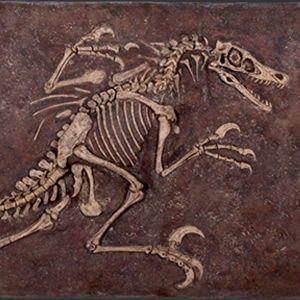 ヴェロキラプトルの化石 FRP恐竜オブジェ