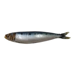 いわし イワシ 鰯 実物大の生魚 食品サンプル 日本製 送料無料｜frps