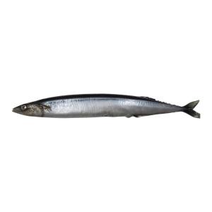 さんま サンマ 秋刀魚 実物大の生魚 食品サンプル 日本製 送料無料｜frps