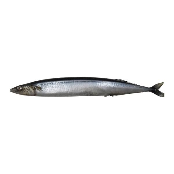 さんま サンマ 秋刀魚 実物大の生魚 食品サンプル 日本製 送料無料