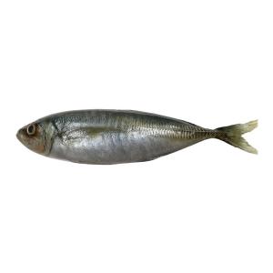 あじ アジ 鯵 実物大の生魚 食品サンプル 日本製 送料無料｜frps