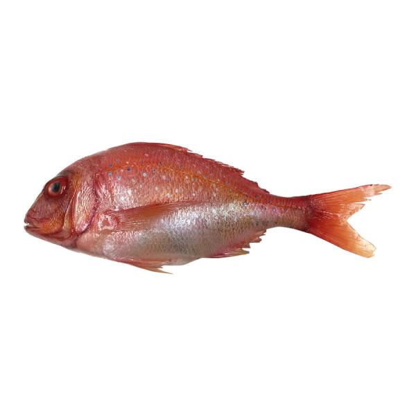 たい タイ 鯛 実物大の生魚 食品サンプル 日本製 送料無料