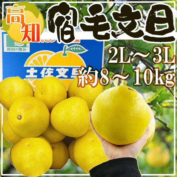 高知県宿毛産　土佐文旦　2L〜3L　約8〜10kg