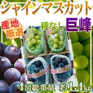 産地厳選 シャインマスカット 3房 1房約480g クール便発送