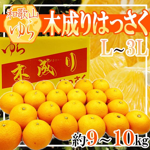 和歌山ゆら産　木成りはっさく　L〜3L　約9〜10kg