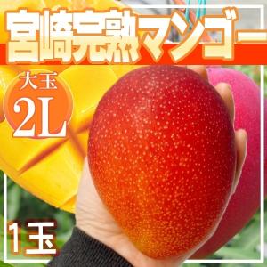 宮崎県産　宮崎完熟マンゴー1玉入り　2L　クール便発送｜frufami-store