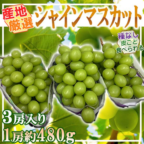 産地厳選　シャインマスカット　3房　1房約480ｇ　クール便発送　