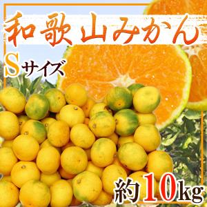 和歌山みかん　S　 約10kg