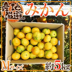 産地厳選　みかん　M　約5kg