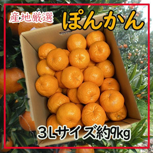 産地厳選　ぽんかん　超大玉3Lサイズ　約9kg