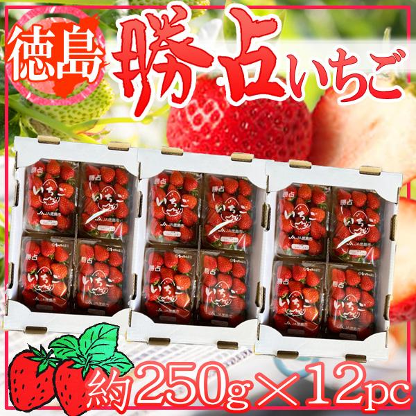 徳島県産　勝占いちご　約250g×12パック