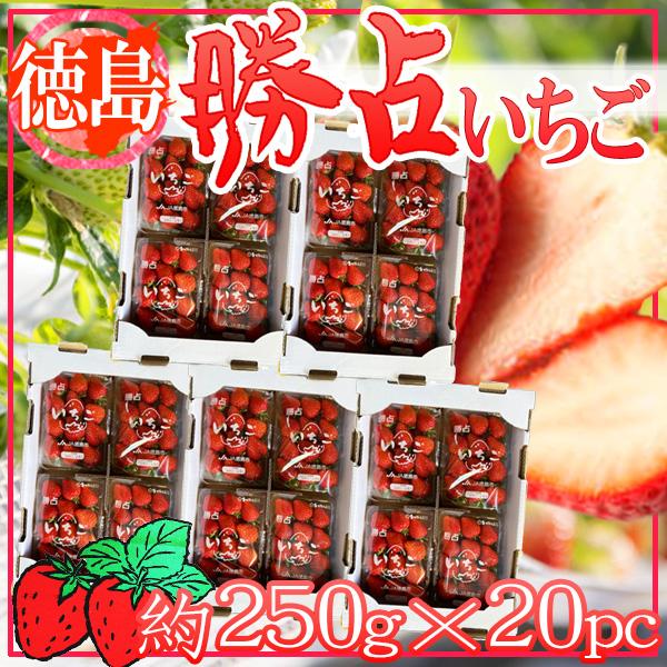 徳島県産　勝占いちご　約250g×20パック