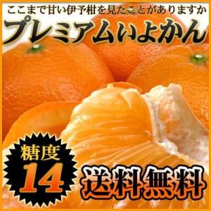 熟成プレミアム伊予柑 5kg 送料無料 愛媛県産 いよかん フルーツ 果物 くだもの みかん 柑橘類 愛媛産 産地直送