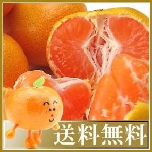 期間限定！プレミアムみかん5kg贈答用 ギフト 送料無料　フルーツ 果物 くだもの 食品 おやつ み...