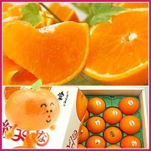 紅まどんな化粧箱入り　3kg 送料無料　フルーツ 果物 旬 くだもの 食品 ギフト おやつ 紅マドンナ 愛果28号 みかん 柑橘類 ミカン 産地直送