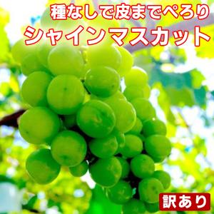 シャインマスカット 1パック約300g×4パック入り 訳あり 熊本産・福岡