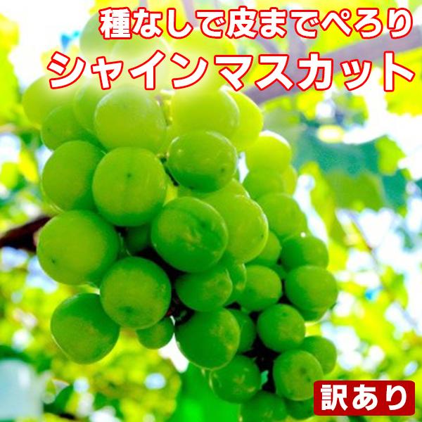 シャインマスカット 訳あり 約2kg〜2.4kg(目安2〜8房) ご家庭用 送料無料 フルーツ 食品...