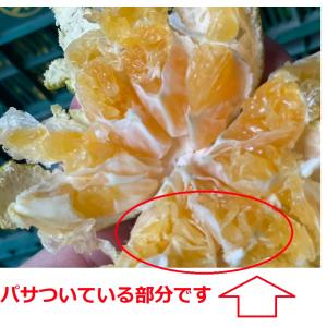 只今出荷中!特に訳ありハウスみかん7kg(+約...の詳細画像2