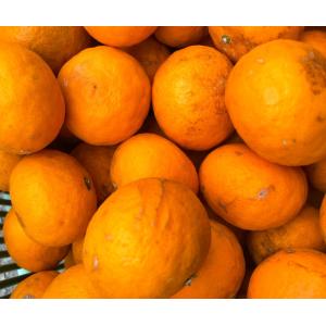 只今出荷中!特に訳ありハウスみかん7kg(+約...の詳細画像4