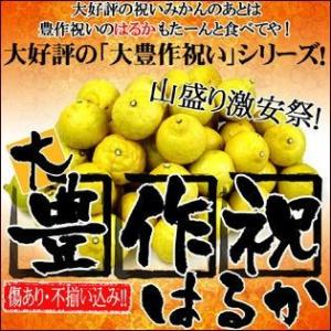 大豊作祝いのはるか 5kg 送料無料 訳あり 不選別 愛媛県産 フルーツ 果物 くだもの ワケあり ...