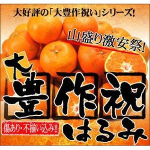 大豊作祝いはるみ 5kg 送料無料 不ぞろい 訳あり【2月中旬発送予定】フルーツ 果物 くだもの 柑橘類 ミカン