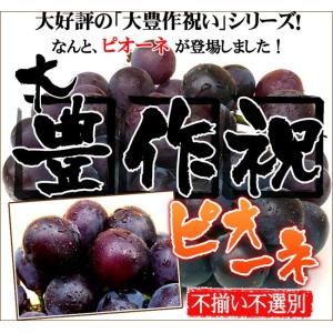 大豊作祝いのピオーネ【不選別・不揃い】訳あり【送料無料】