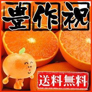 大豊作祝い せとか 10kg 送料無料 愛媛県産 フルーツ 果物 くだもの