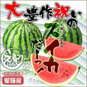 ちょっと小さめの大豊作祝いのスイカ　2玉入 不揃い・不選別・訳あり　フルーツ