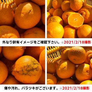 愛媛産 ご家庭用 農家さんもぐもぐ 外なり訳あ...の詳細画像2