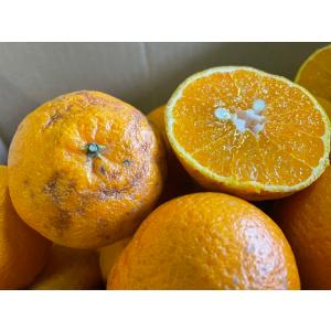 5営業日以内速攻出荷♪愛媛産 特に訳ありデコみ...の詳細画像5