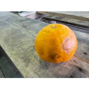 5営業日以内速攻出荷♪愛媛産 特に訳ありデコみ...の詳細画像2